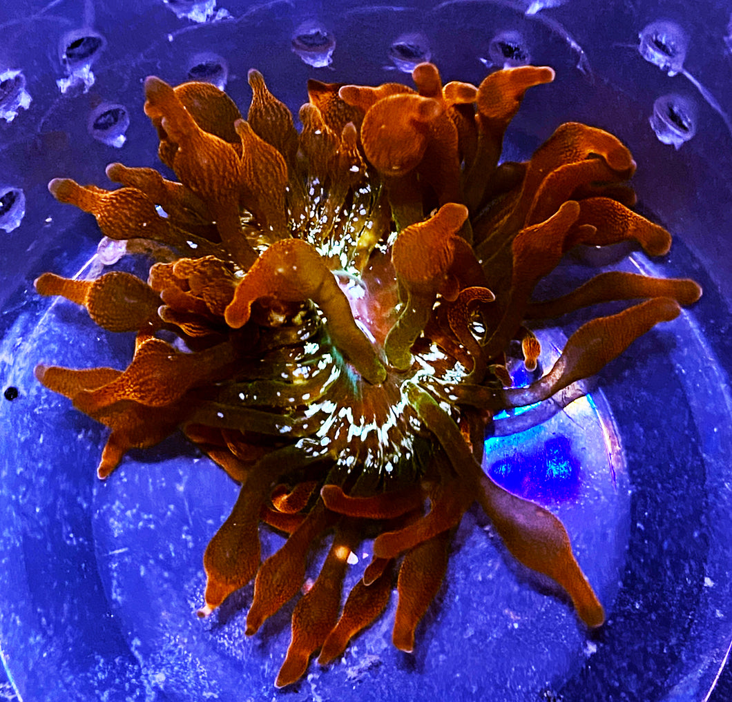 014 Aquacultured Tidal Gardens Hawaiian Punch BTA