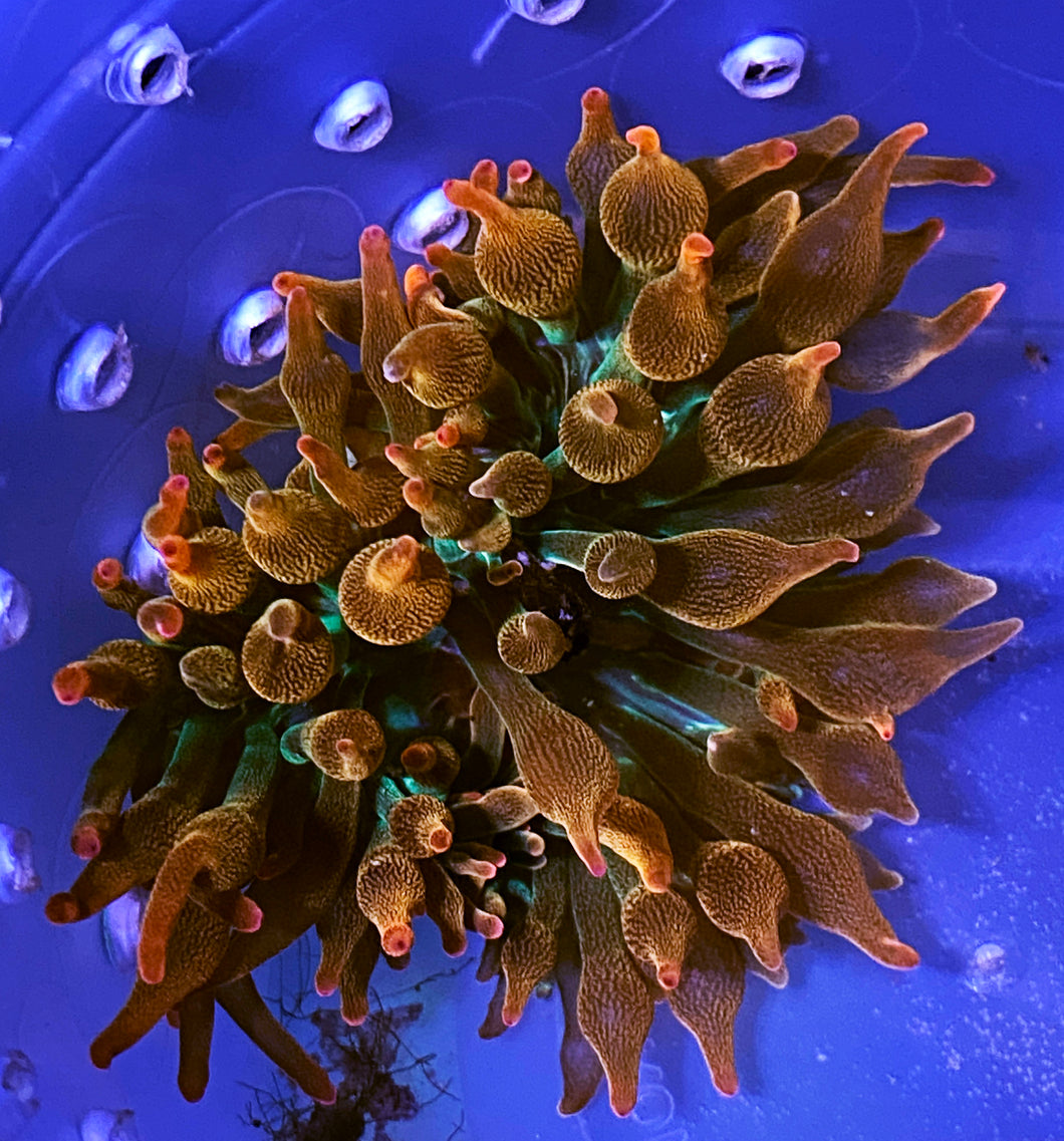 002 Aquacultured Ultra BTA