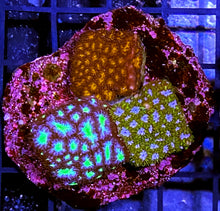 Load image into Gallery viewer, 038 Fuzzy Rainbow Plate
