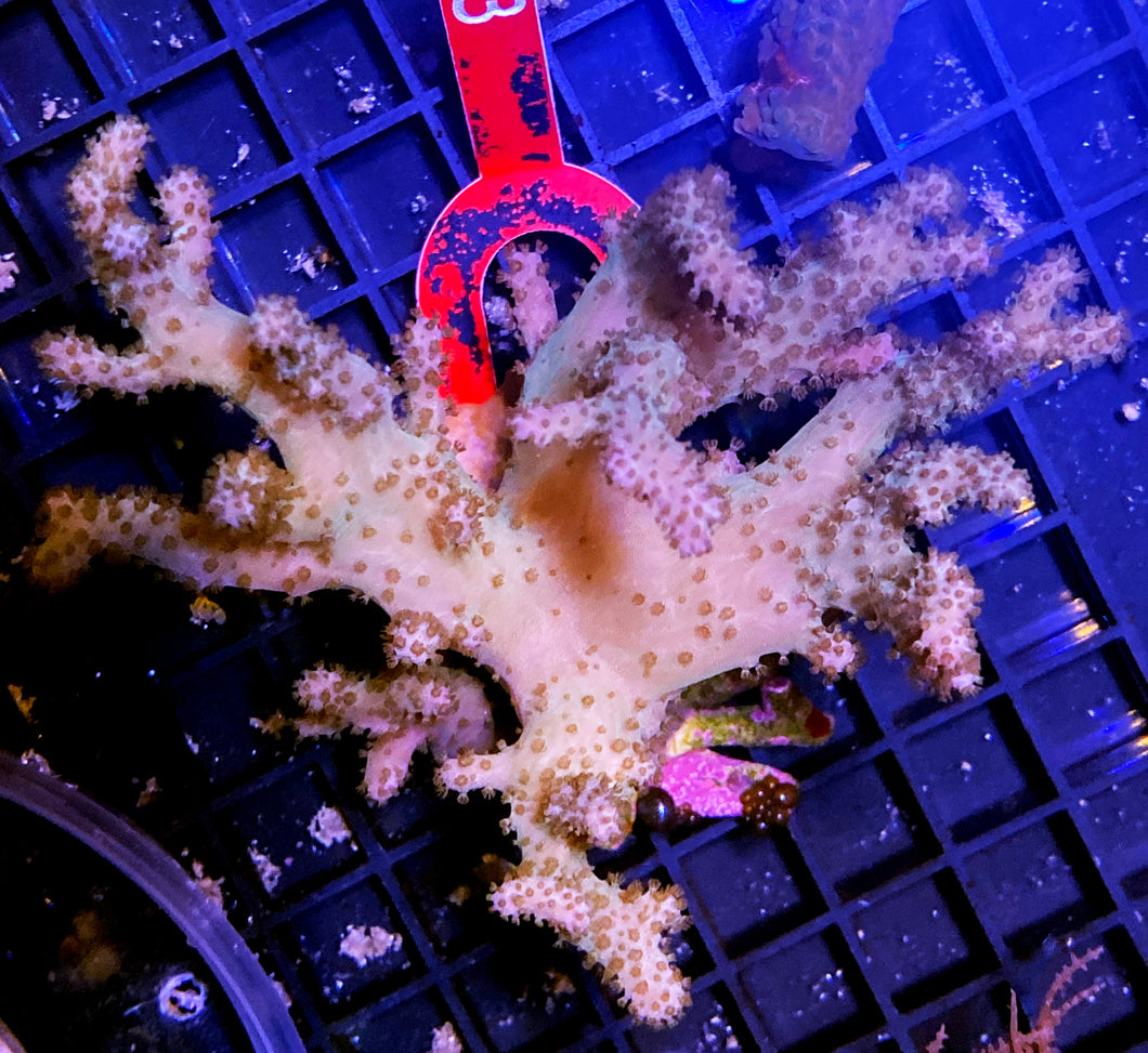 013 Aquacultured Leather Colony