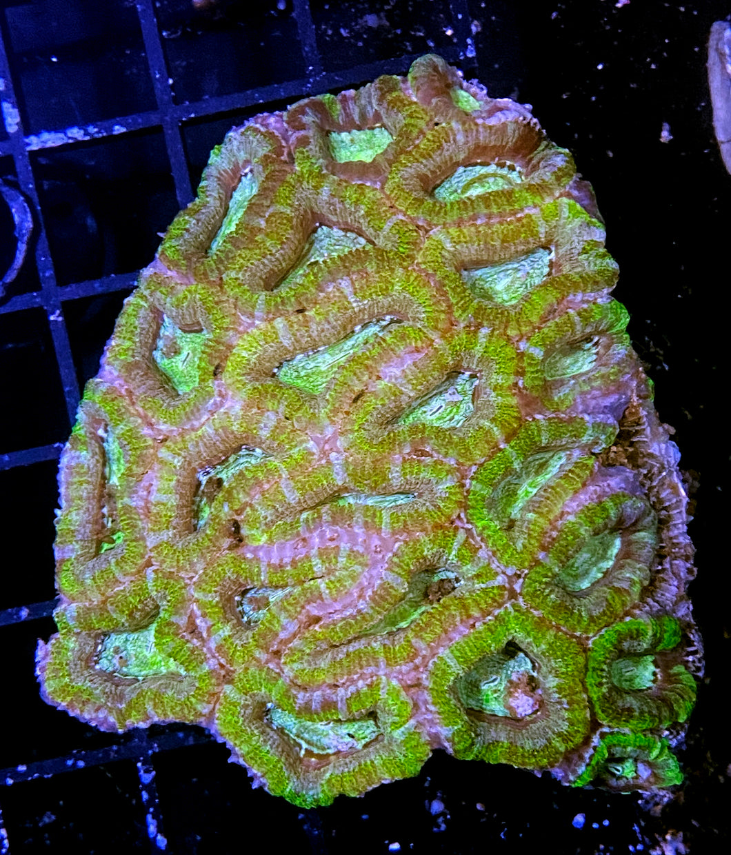 035 Green Acan Colony