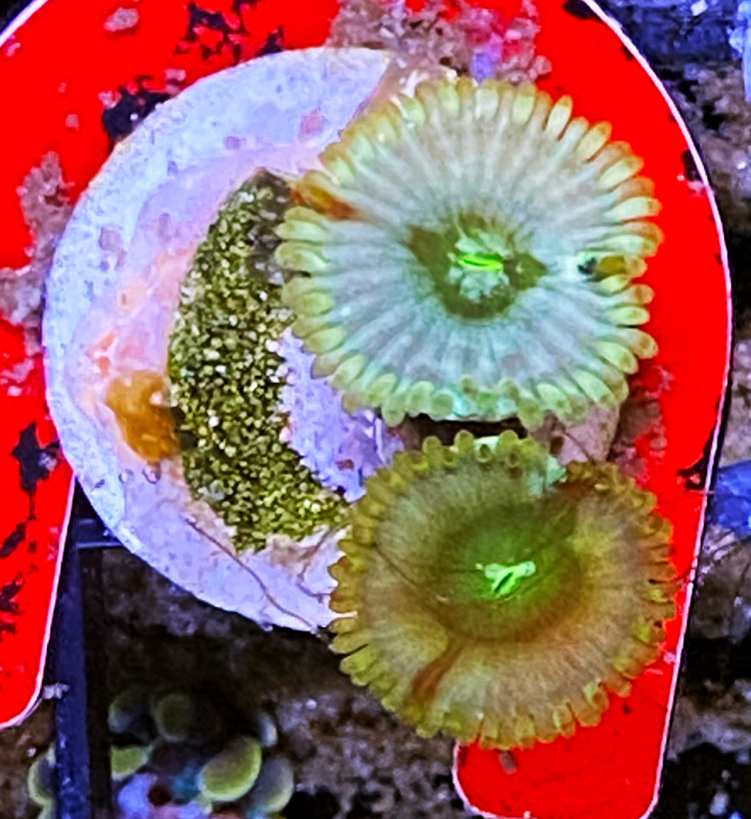 Z4-c4 2H Aquacultured WonkaBerries