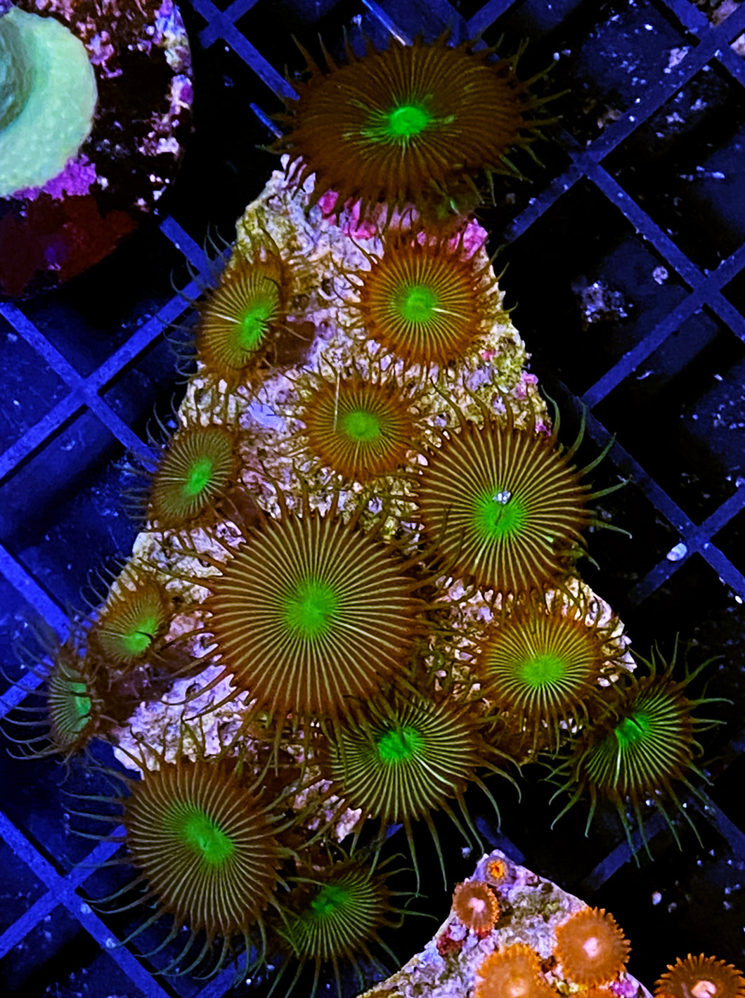 450 Aquacultured Implosion Palys