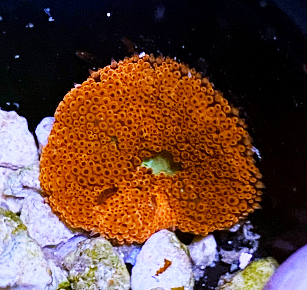 C1 Mini Red Bali Carpet Nem