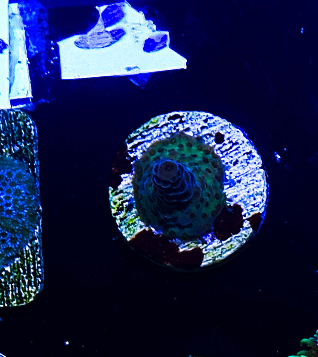 W97-E1 Aquacultured Acro