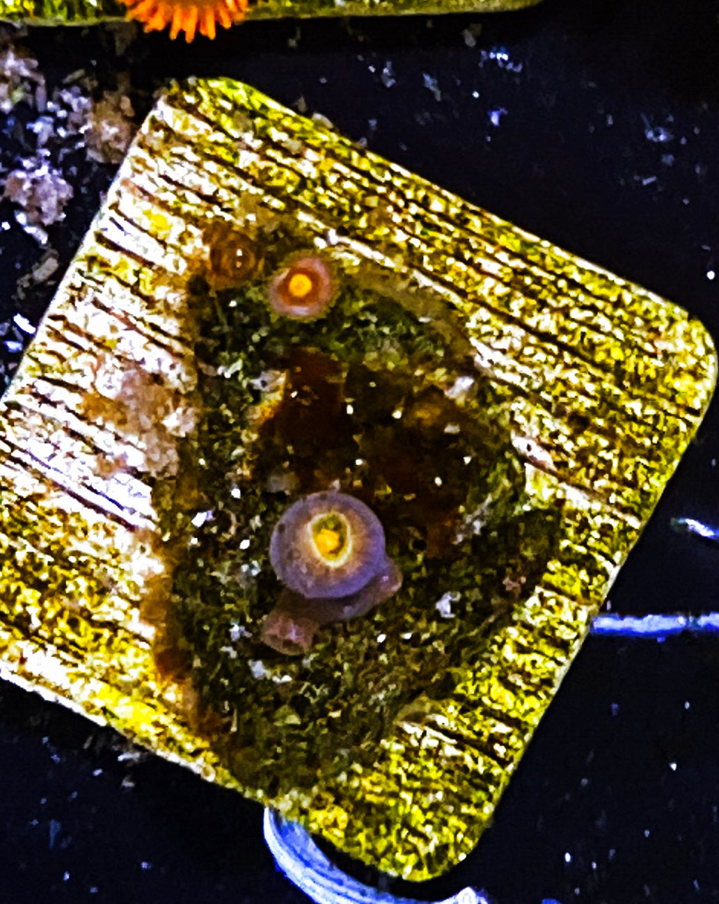 Z3-C1 2-3p Aquacultured Zoas (WL)