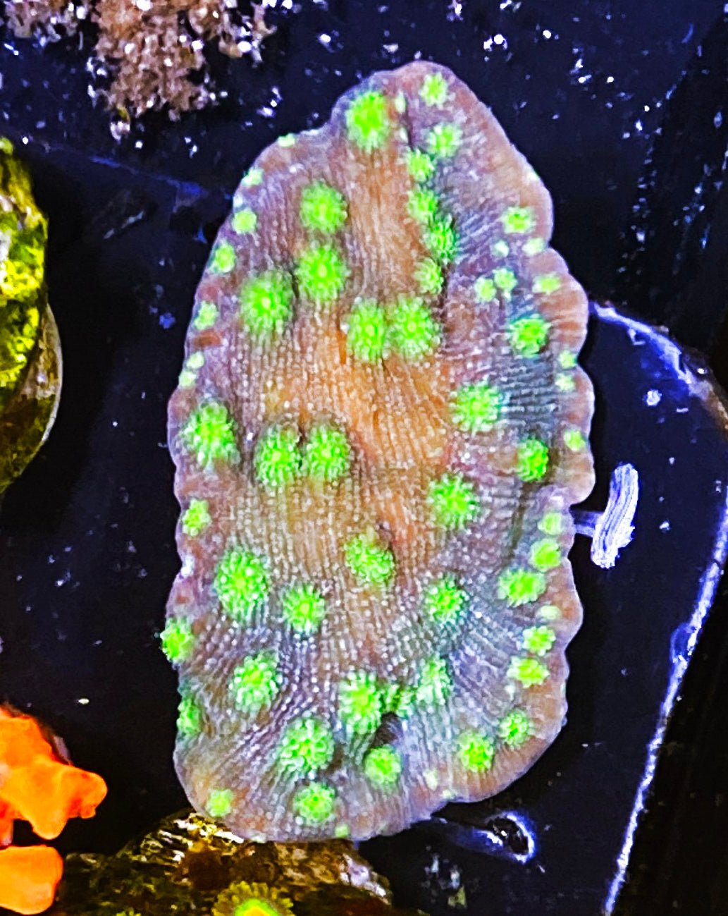 Z3-E1 Aquacultured Chunky Hollywood Stunner Chalice