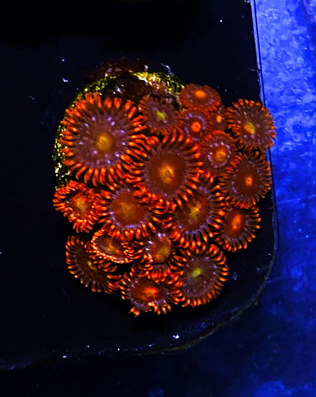 W2-E1 15p Aquacultured Zoas