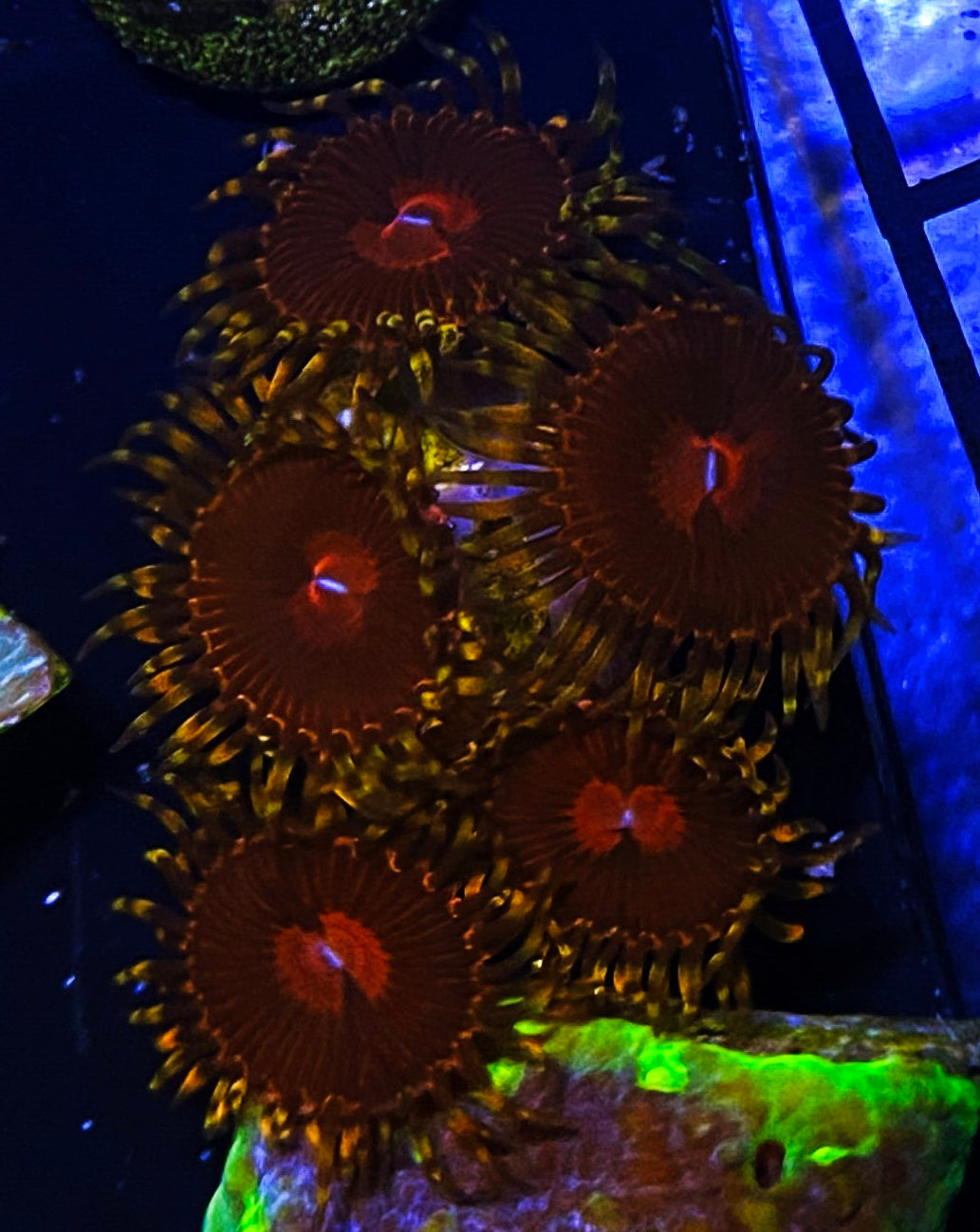 W2-E3 5-6p Aquacultured Aphordites