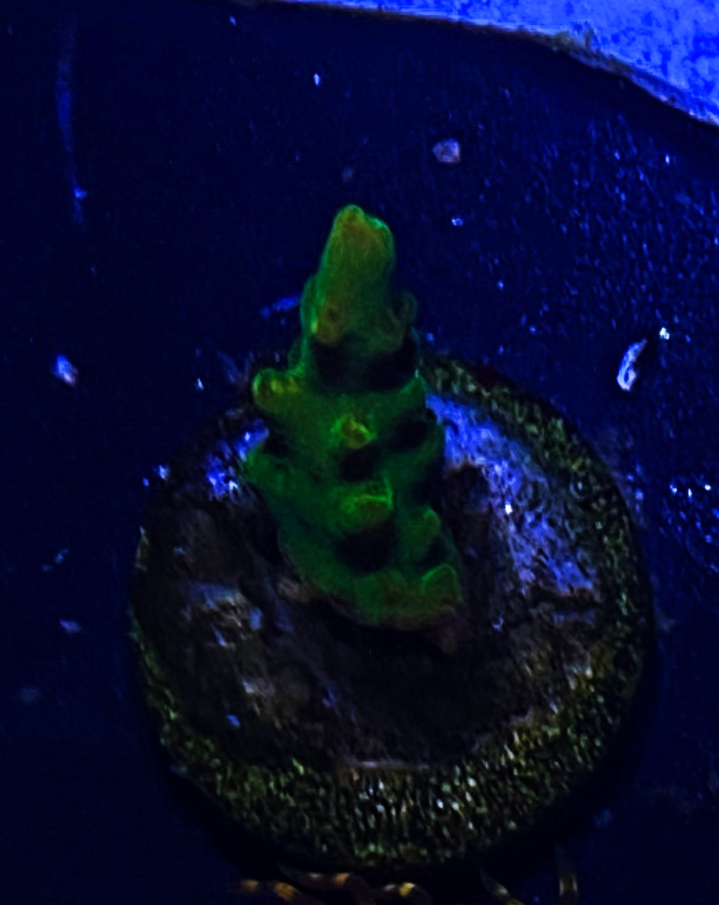 W2-E4 Aquacultured BattleCoral Xmas