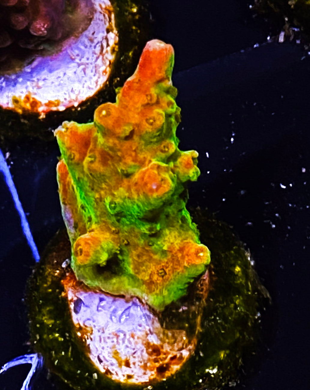 Z7-A2 Chunky Aquacultured BattleCorals Xmas