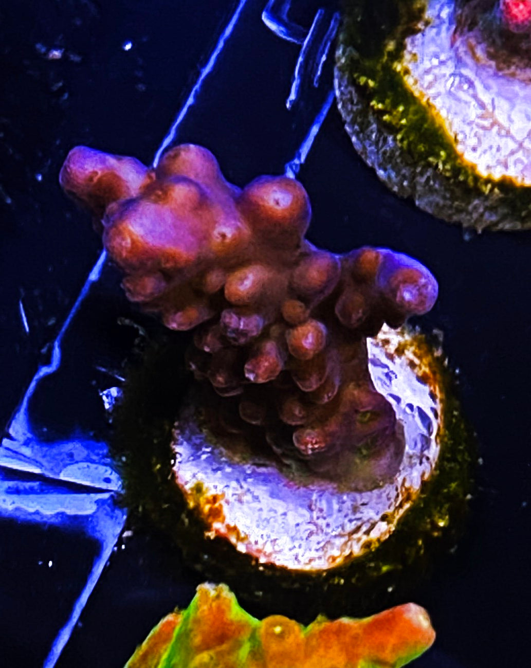 Z7-A3 Aquacultured Acro