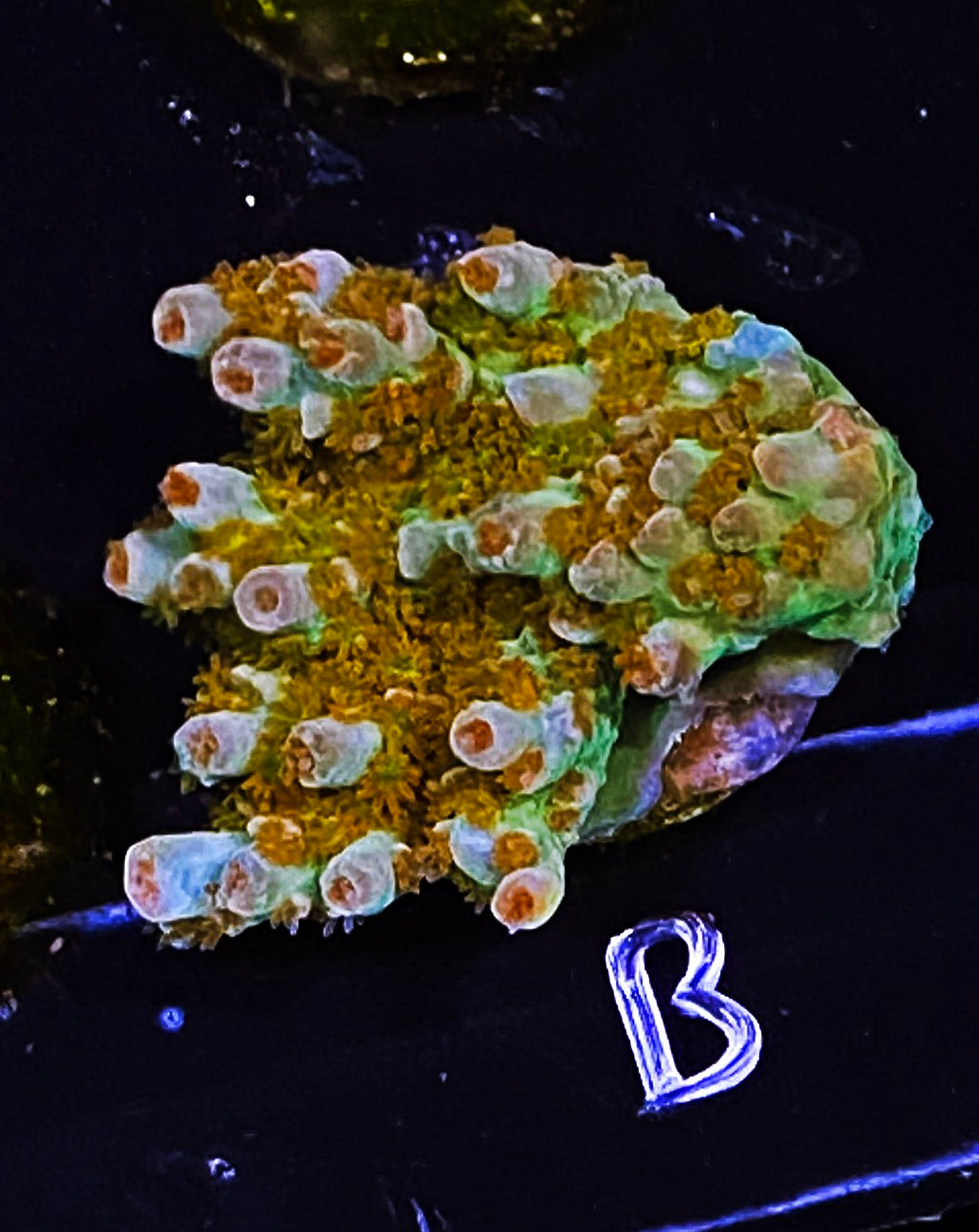 Z7-B1 Chunky Aquacultured Bill Murray