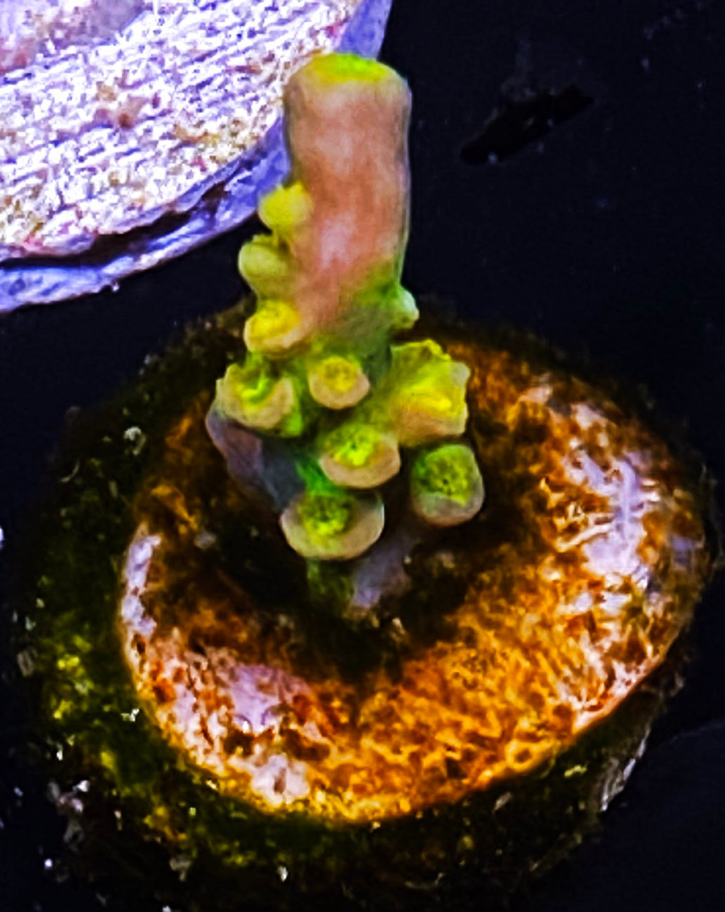Z7-B3 Aquacultured Walt Disney