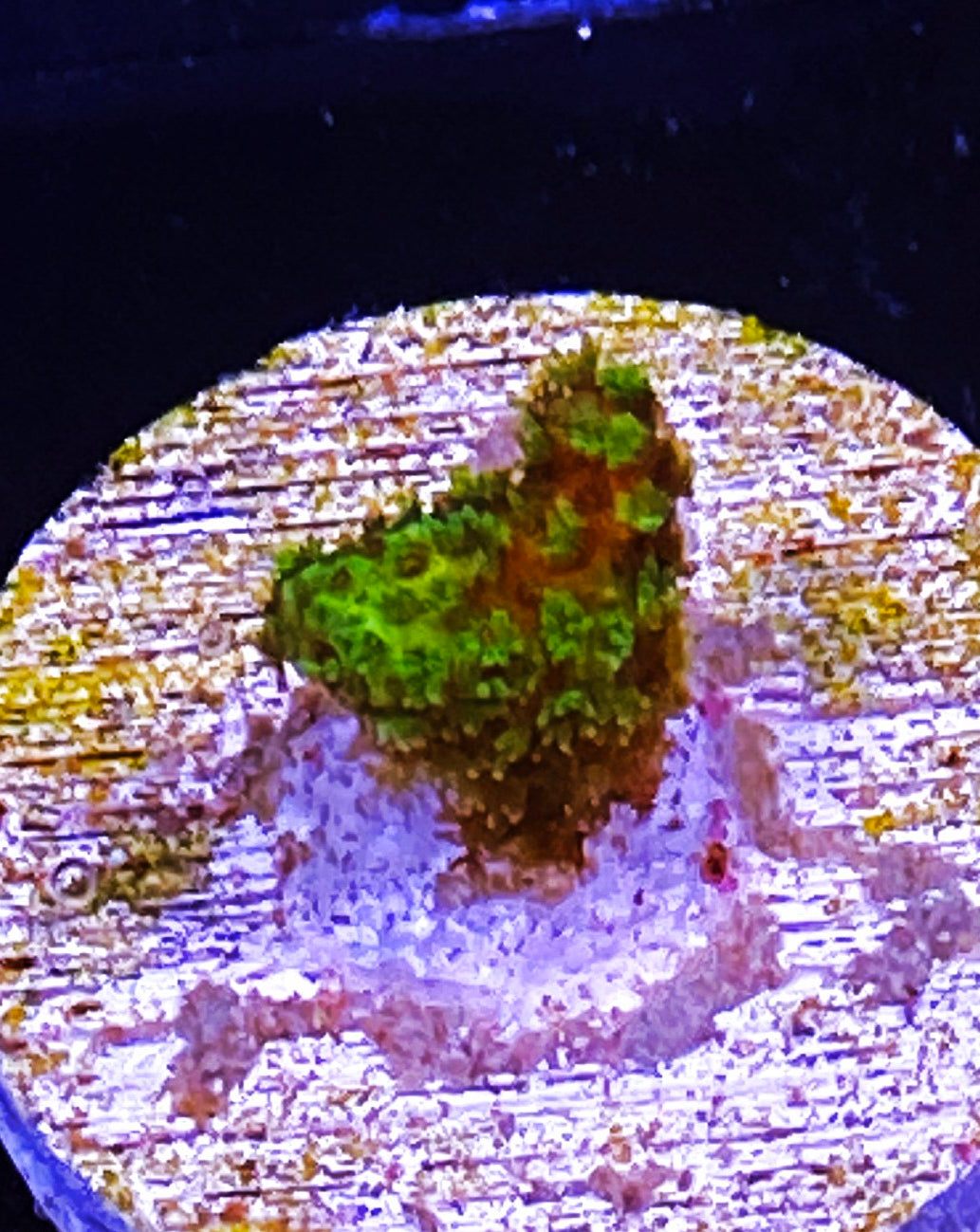 Z7-B4 Aquacultured Lemon Lime Stylo (1.25in plug)