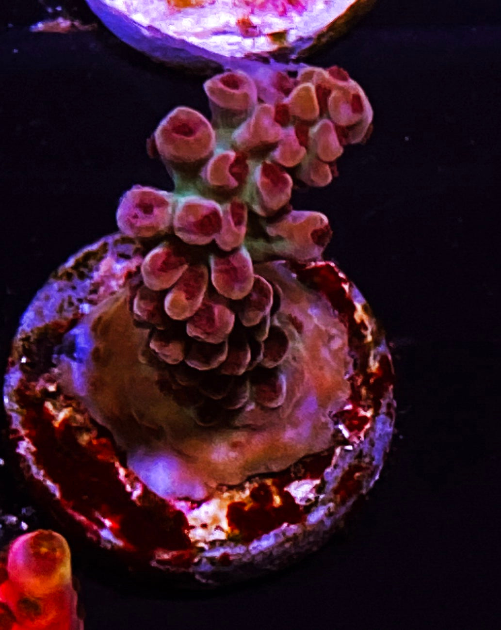 Z7-D2 Aquacultured Pearlberry