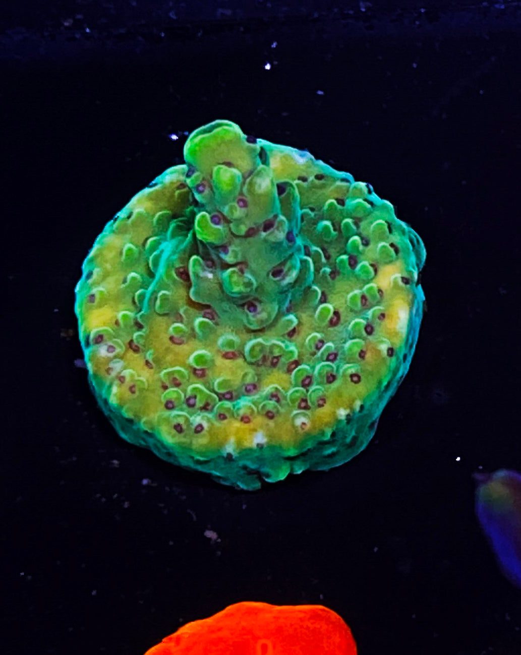 Z7-D4 Aquacultured Acro