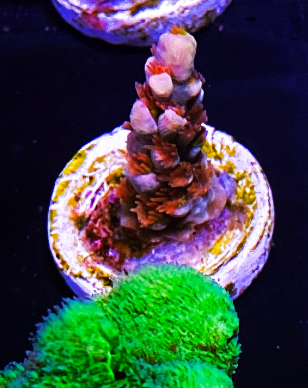 Z7-E2 Aquacultured Cherry Bomb