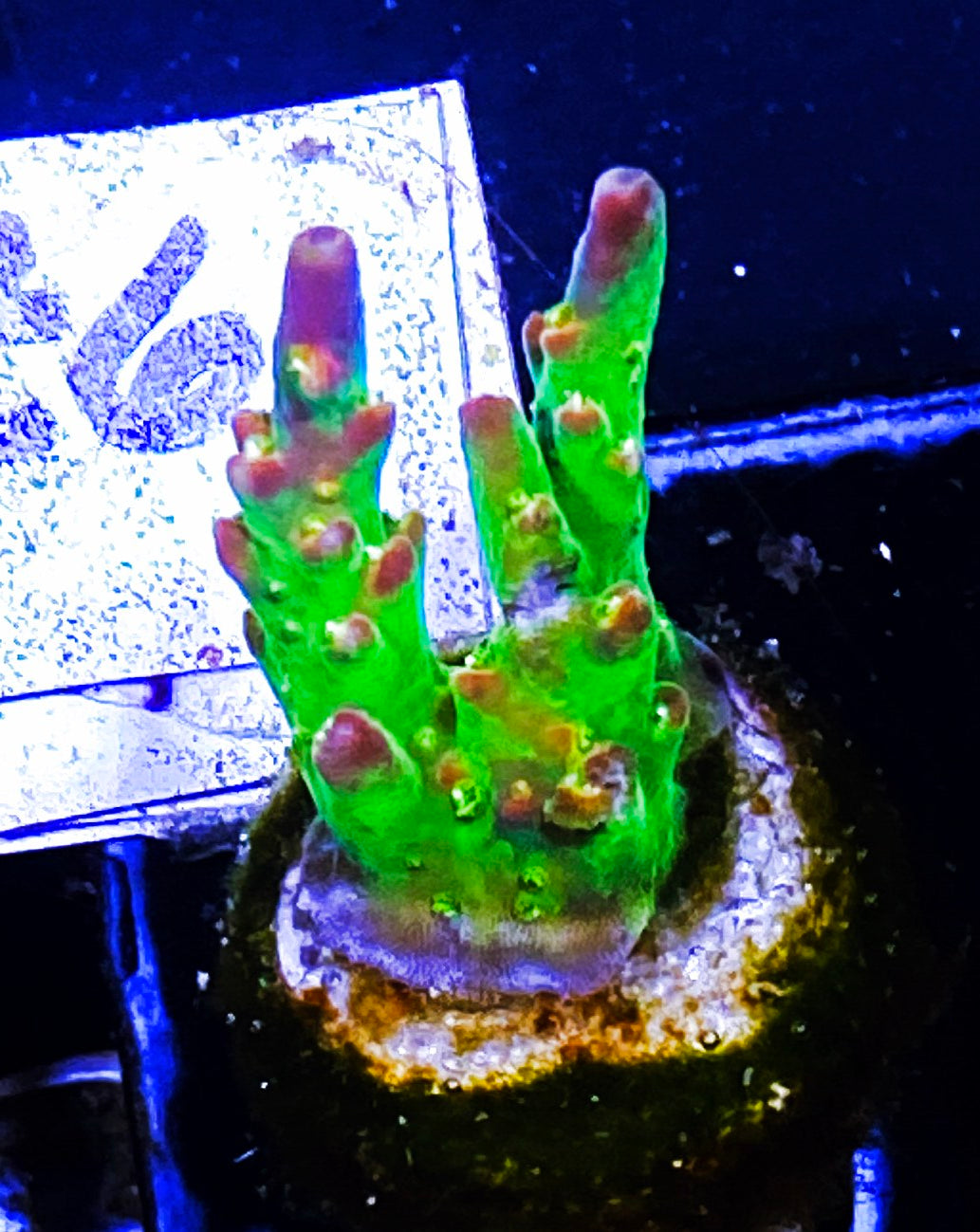 Z6-A4 Chunky Aquacultured BattleCorals Xmas