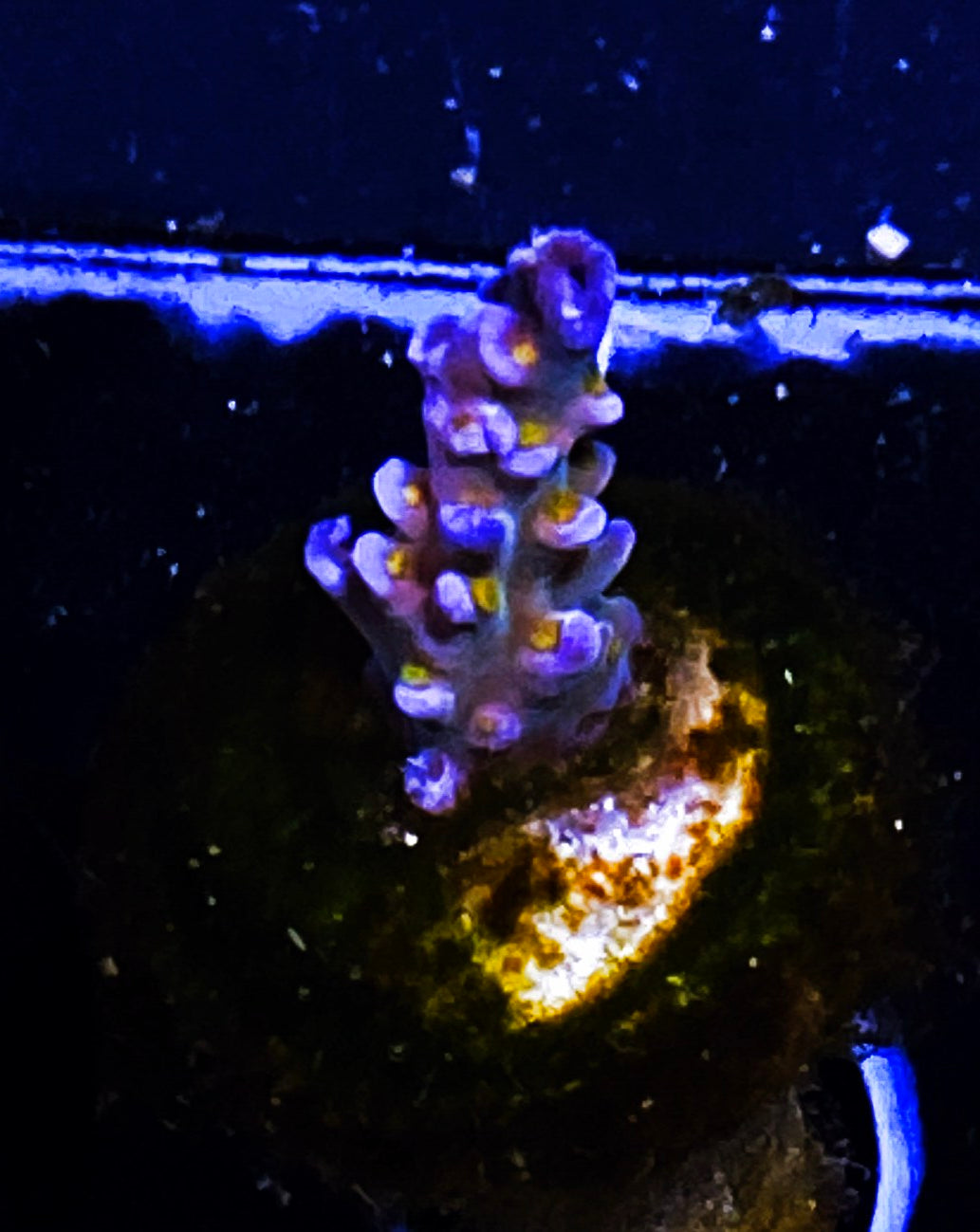 Z6-B4 Aquacultured Merlins Staff