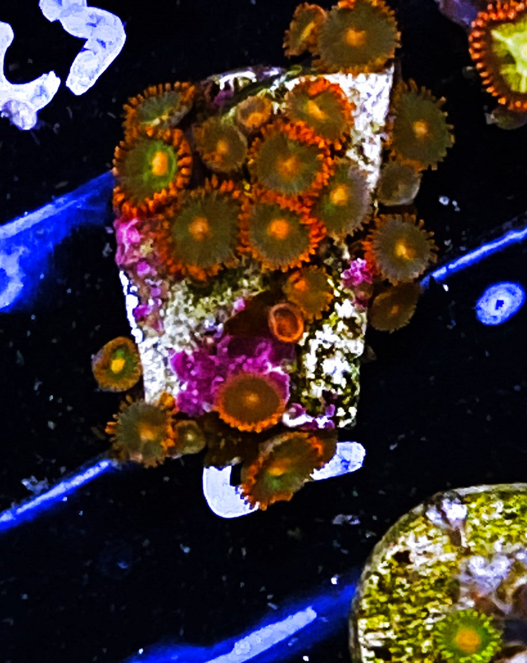 Z6-C2 20p Gatorade Zoas
