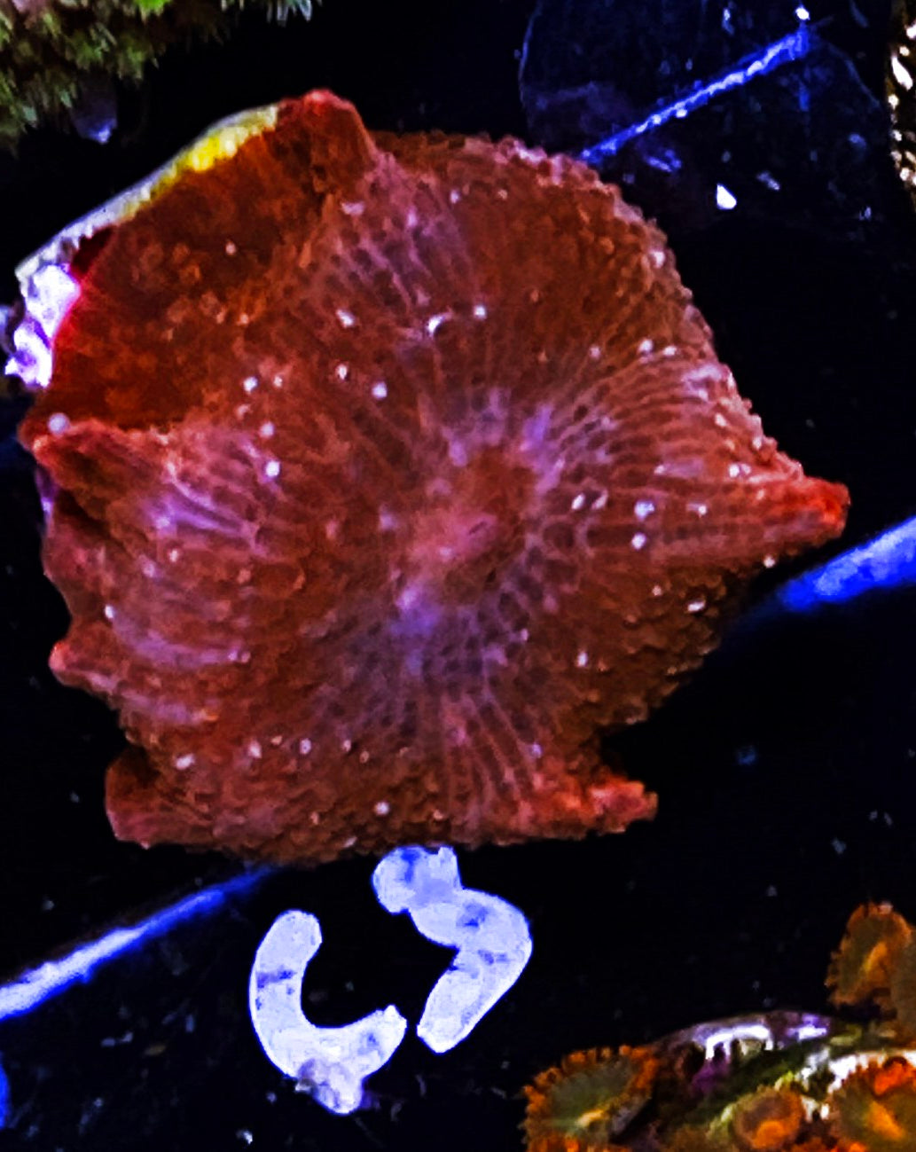 Z6-C3 Speckled Red Discro Shroom