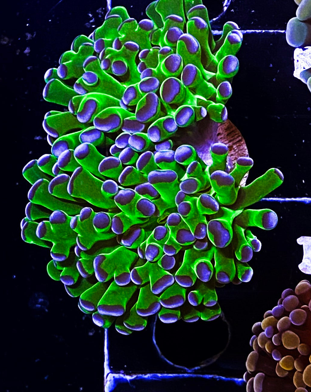 Z8-A2 Aquacultured Splitting BiColor Hammer
