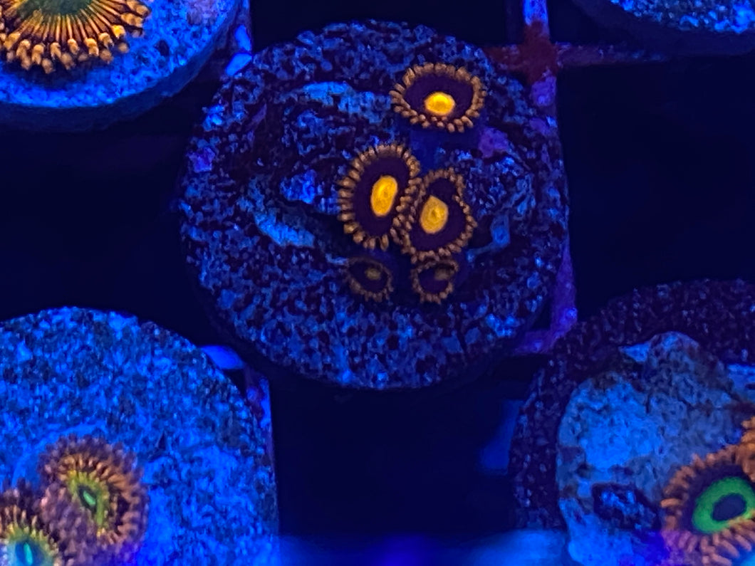 Z5-b1 lbr 57 5p Aquacultured OG My Clementine