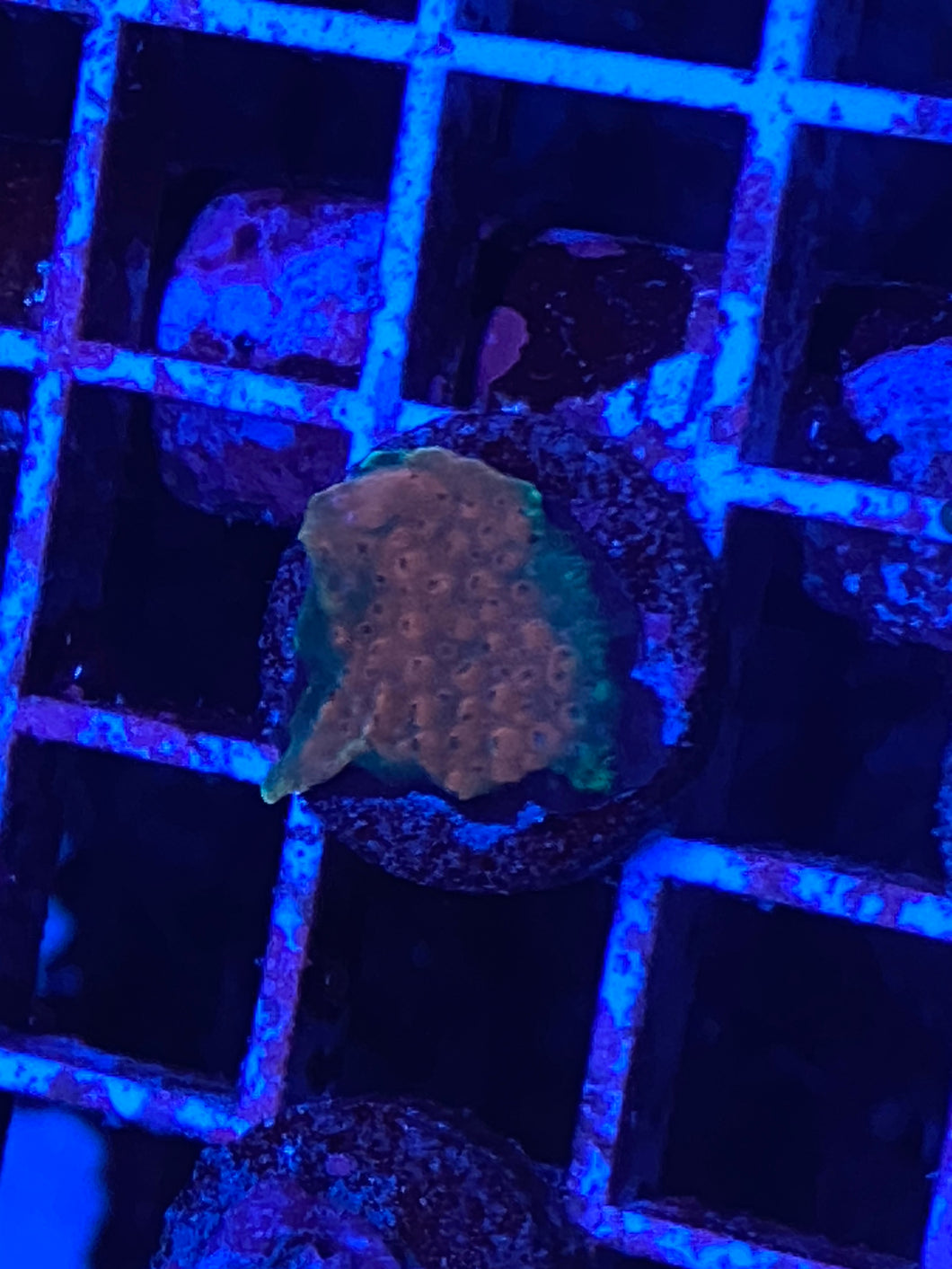 Z5-c3 lbr 84 Aquacultured Aussi Acro chip