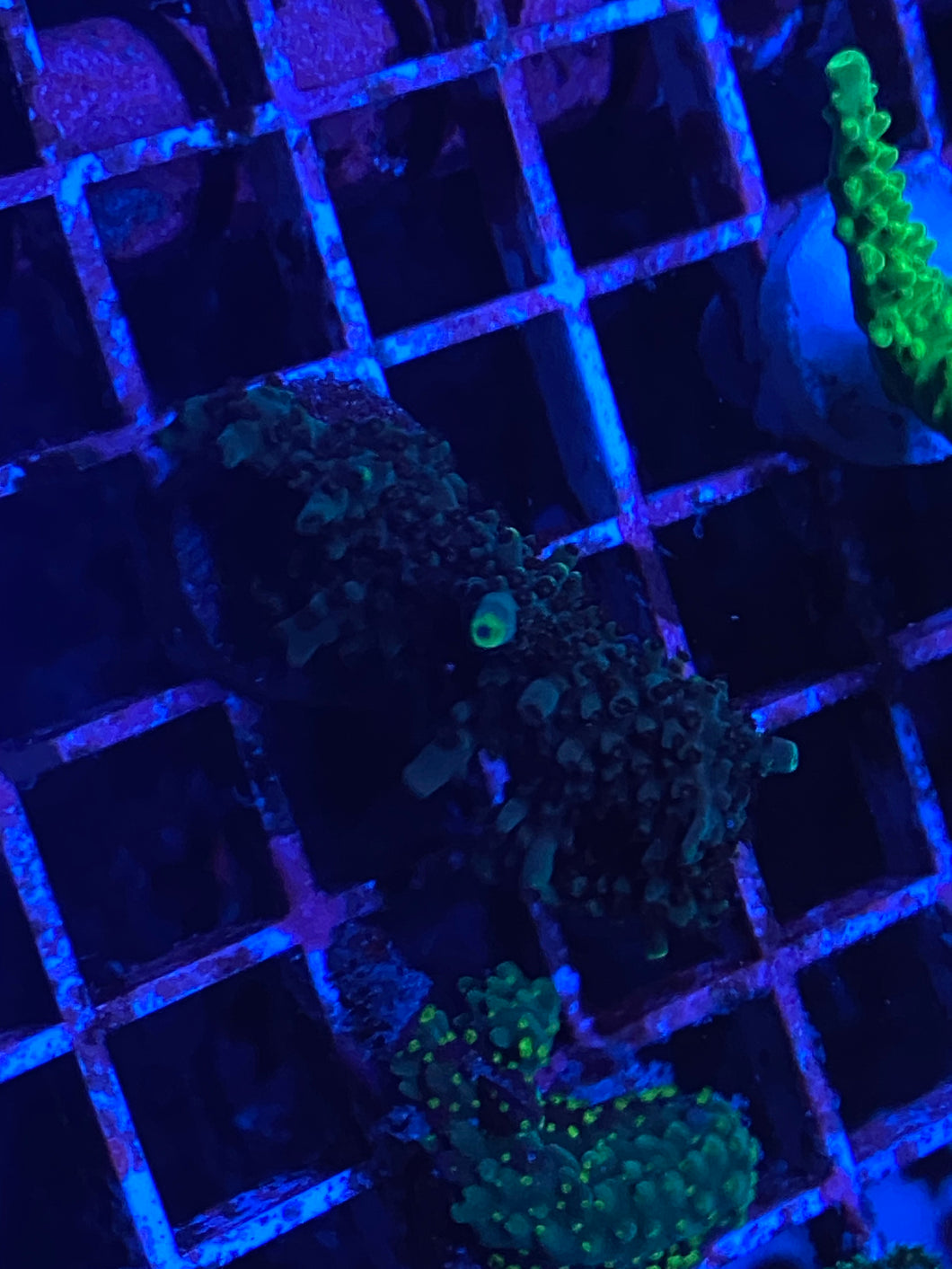 lbr 16 Teal Tip Acro