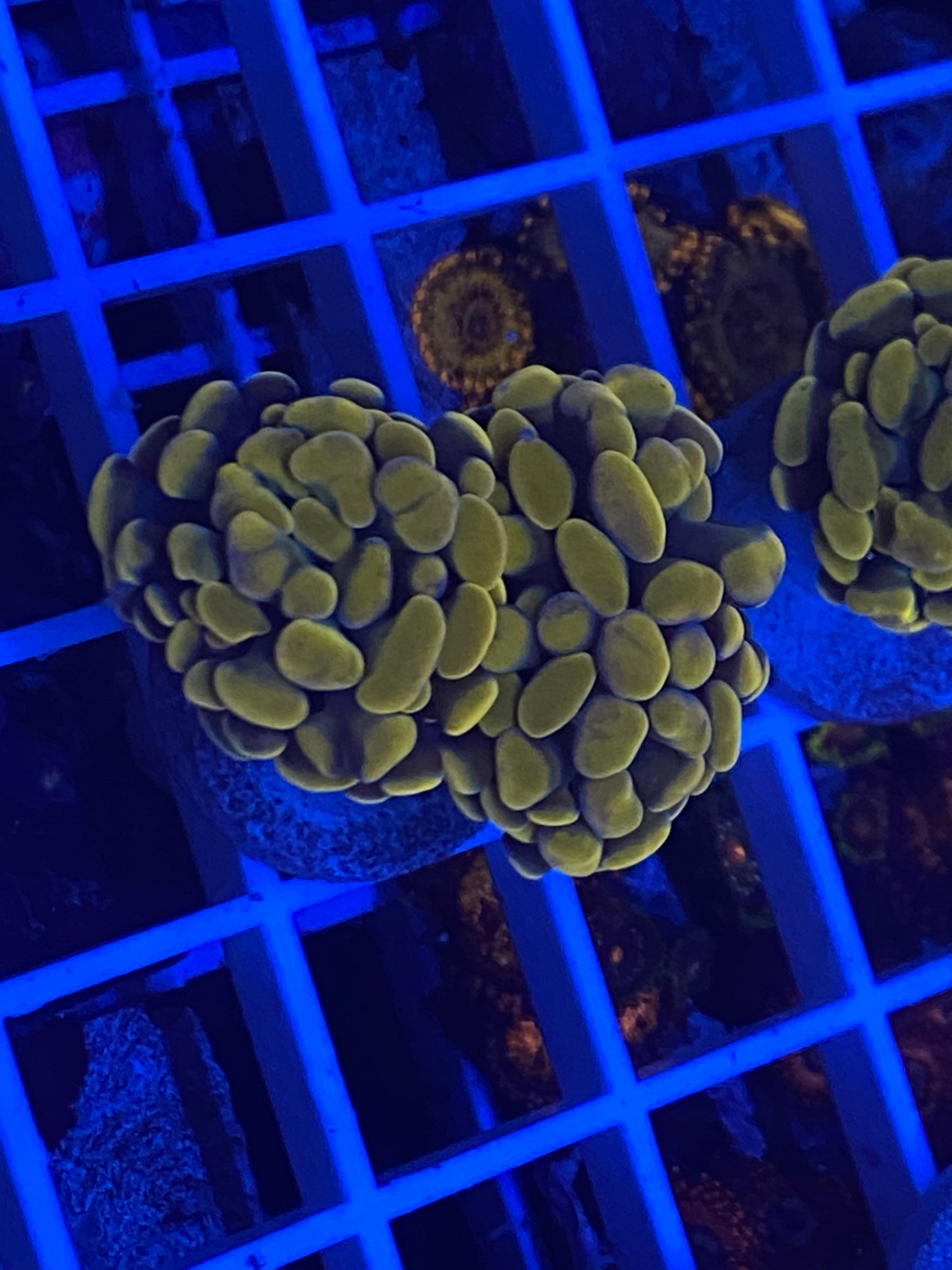 $15 & under! – Blue Line Coral