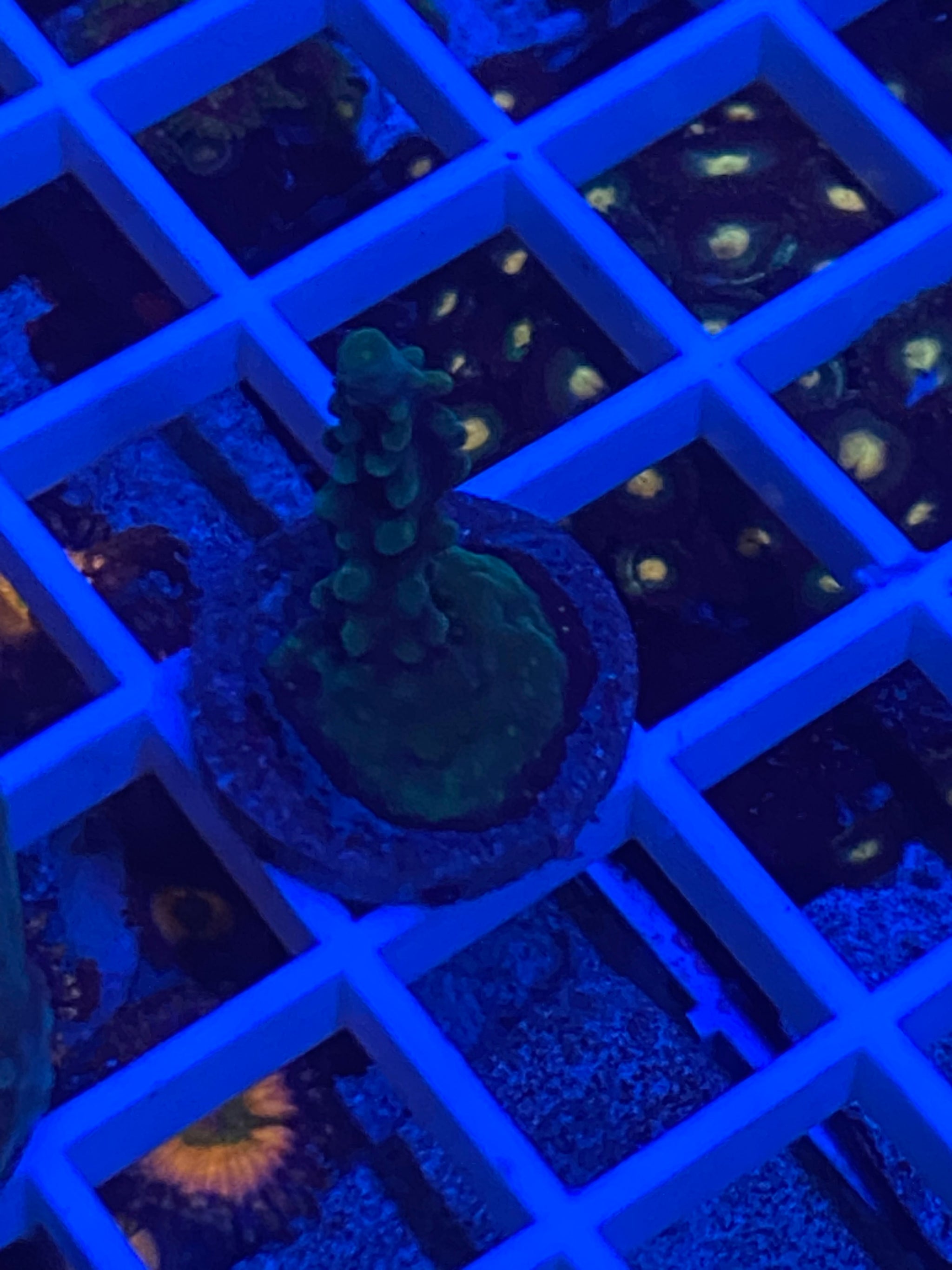 $15 & under! – Blue Line Coral