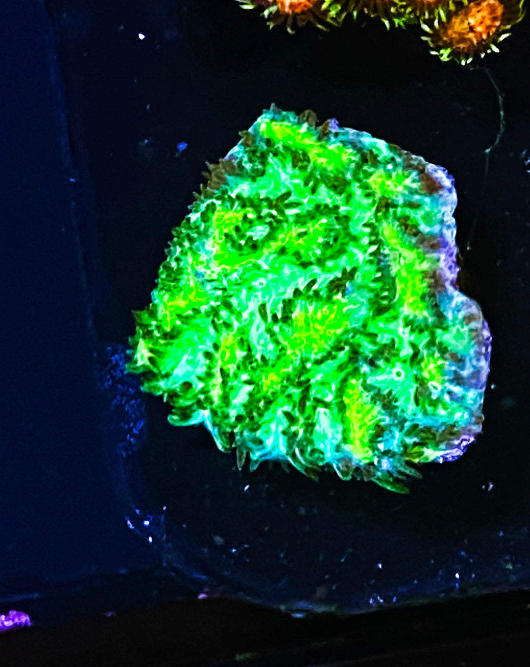 W1-c1 Aquacultured JF LimeLight Hyndophora