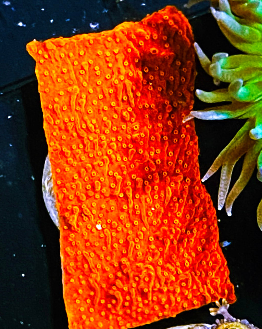 W1-A2 Aquacultured Neon Red Monti Cap
