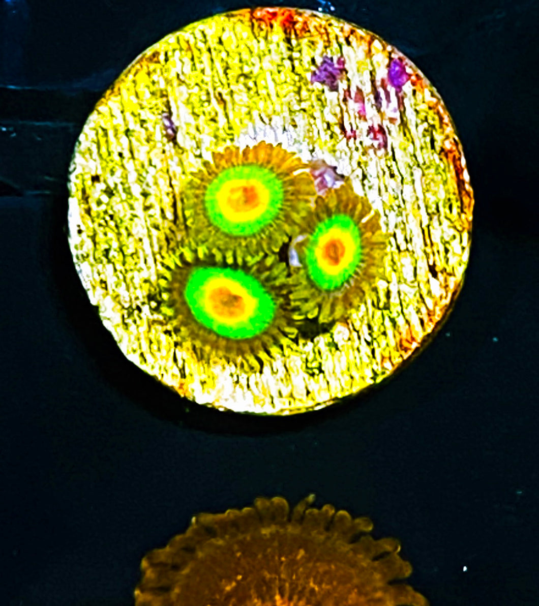 W1-c1 3p Aquacultured Rastas