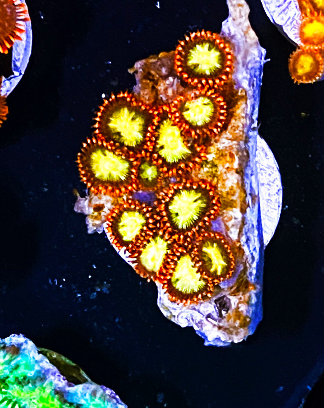W1-B1 12p Fire Goblin Zoas