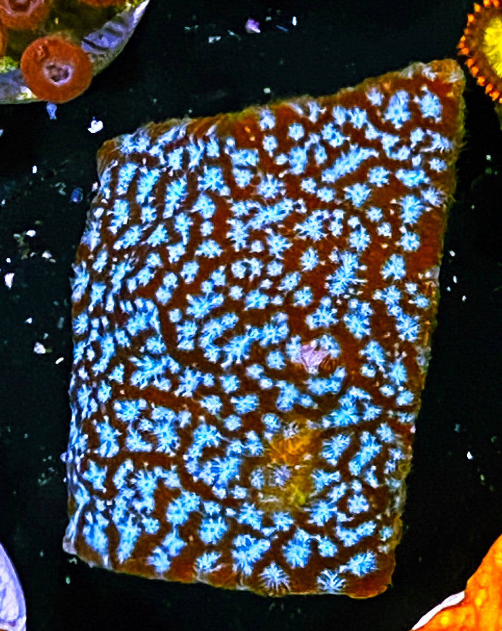 W1-C2 Aquacultured Mr. Freeze Lepto