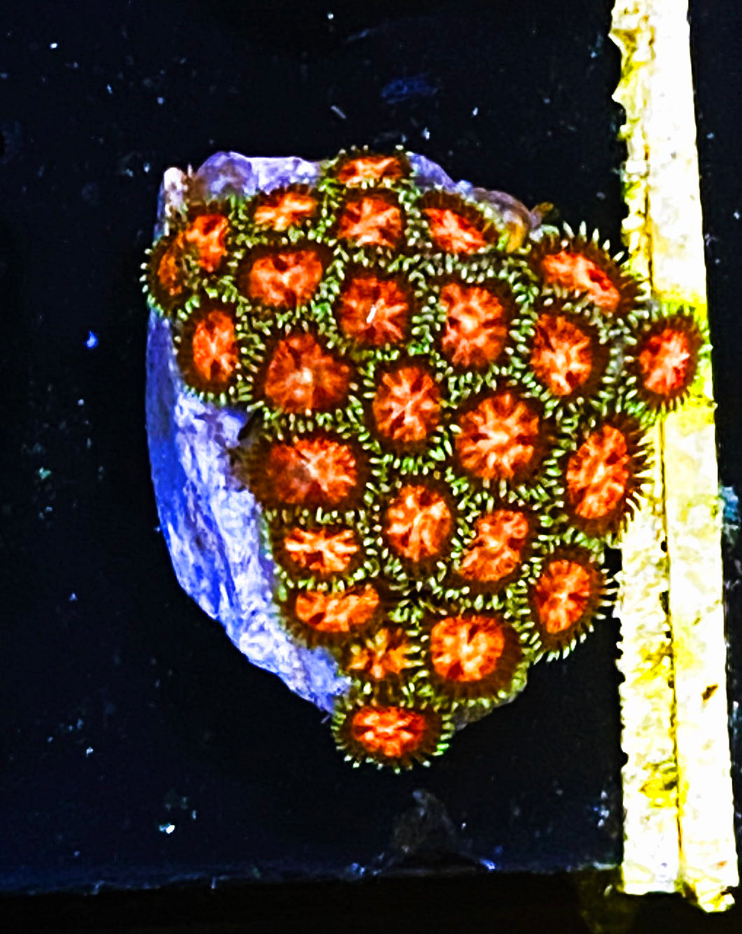 W1-E1 20p Starburst Zoas