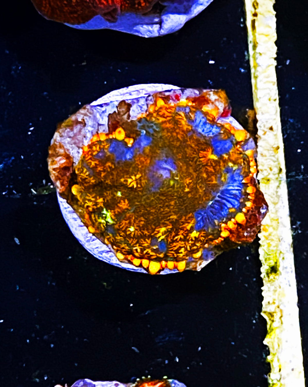 W1-E2 Orange Rhodactus