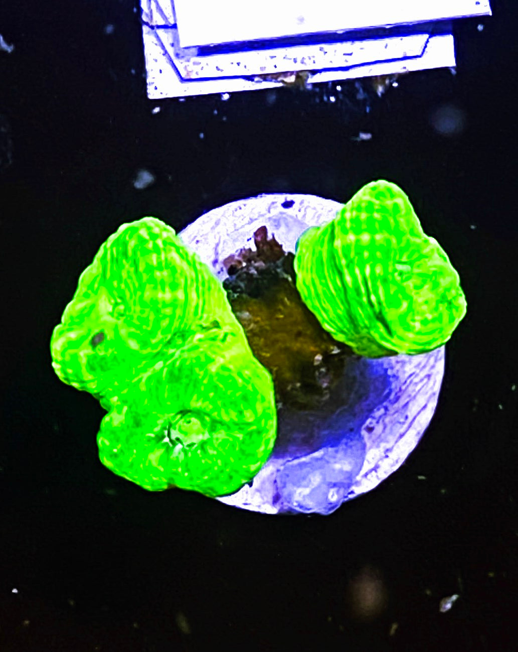 W10-B4 2H Aquacultured Kryptonite Candy Canes