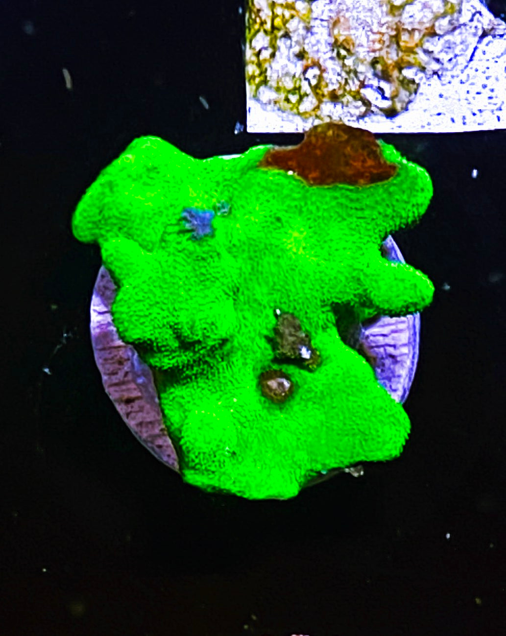 W10-C4 Aquacultured Kelly Green Psammocora
