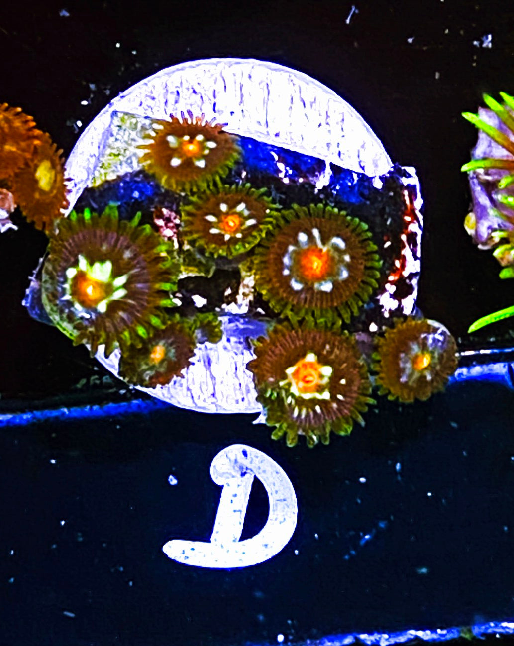 W10-D1 8p Aquacultured JF Stargazer Zoas