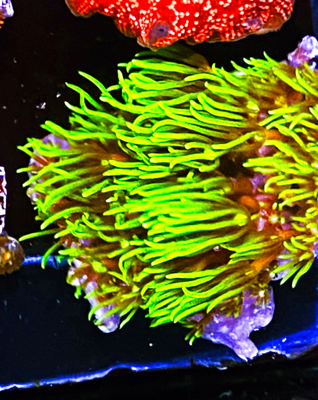 W10-E1 Aquacultured Neon Green Star Polyps