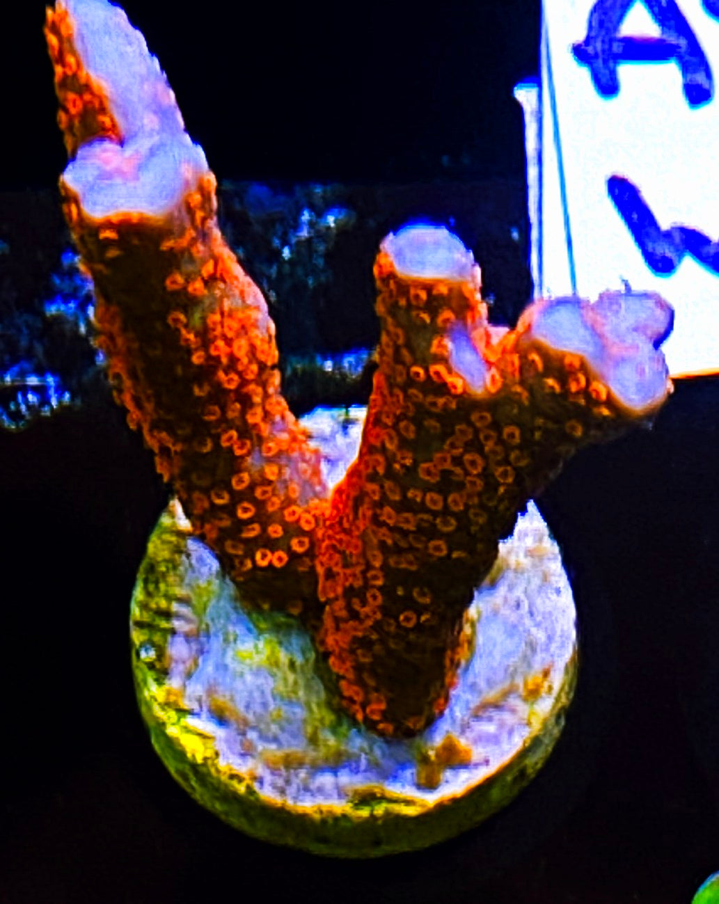 W12-C4 Aquacultured Chunky 2in Bubblegum Digi