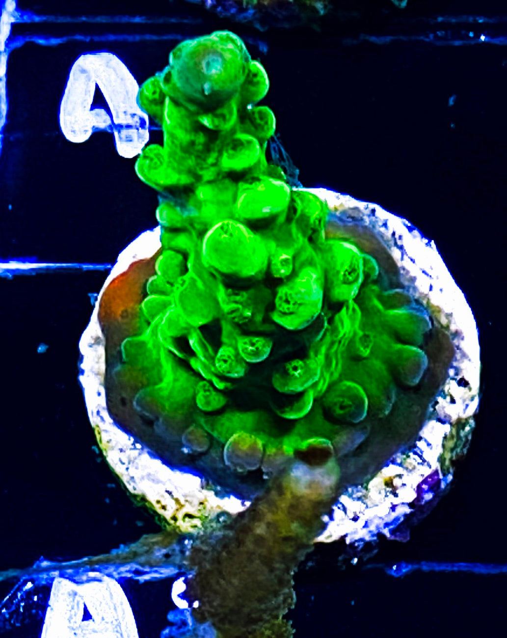 W14-A3 Aquacultured Green Slimmer