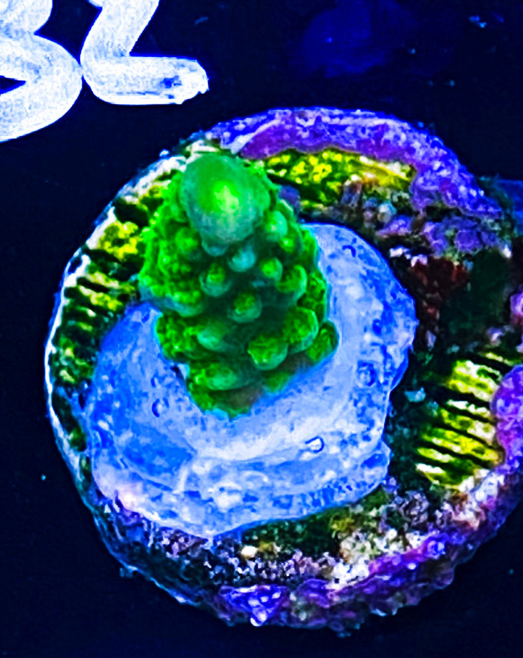 W14-B1 Aquacultured Green Slimmer