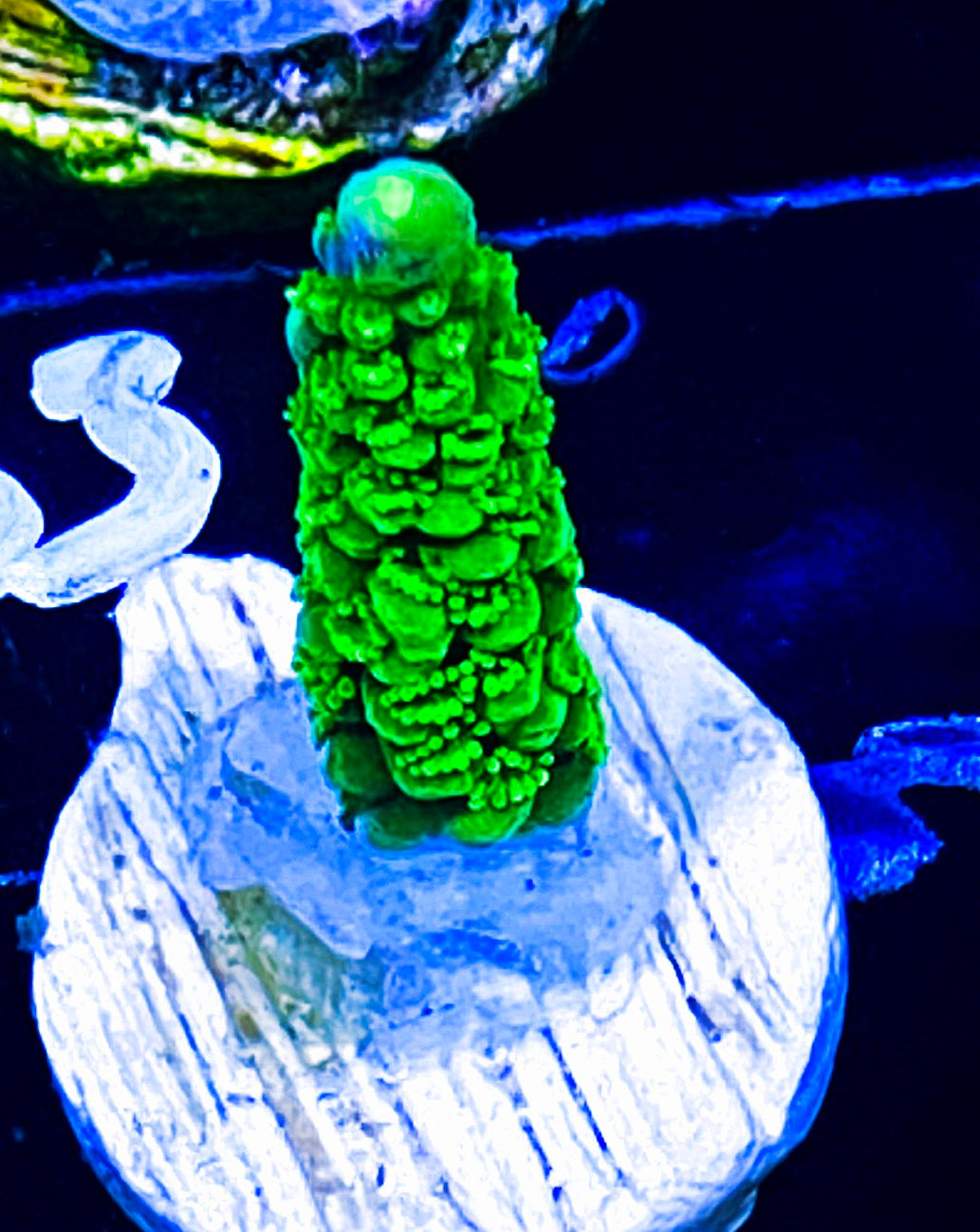 W14-B2 Aquacultured Green Slimmer
