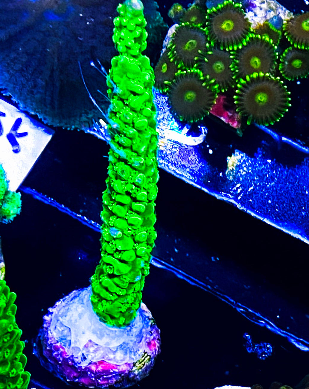 W14-B4 3in Aquacultured Green Slimmer