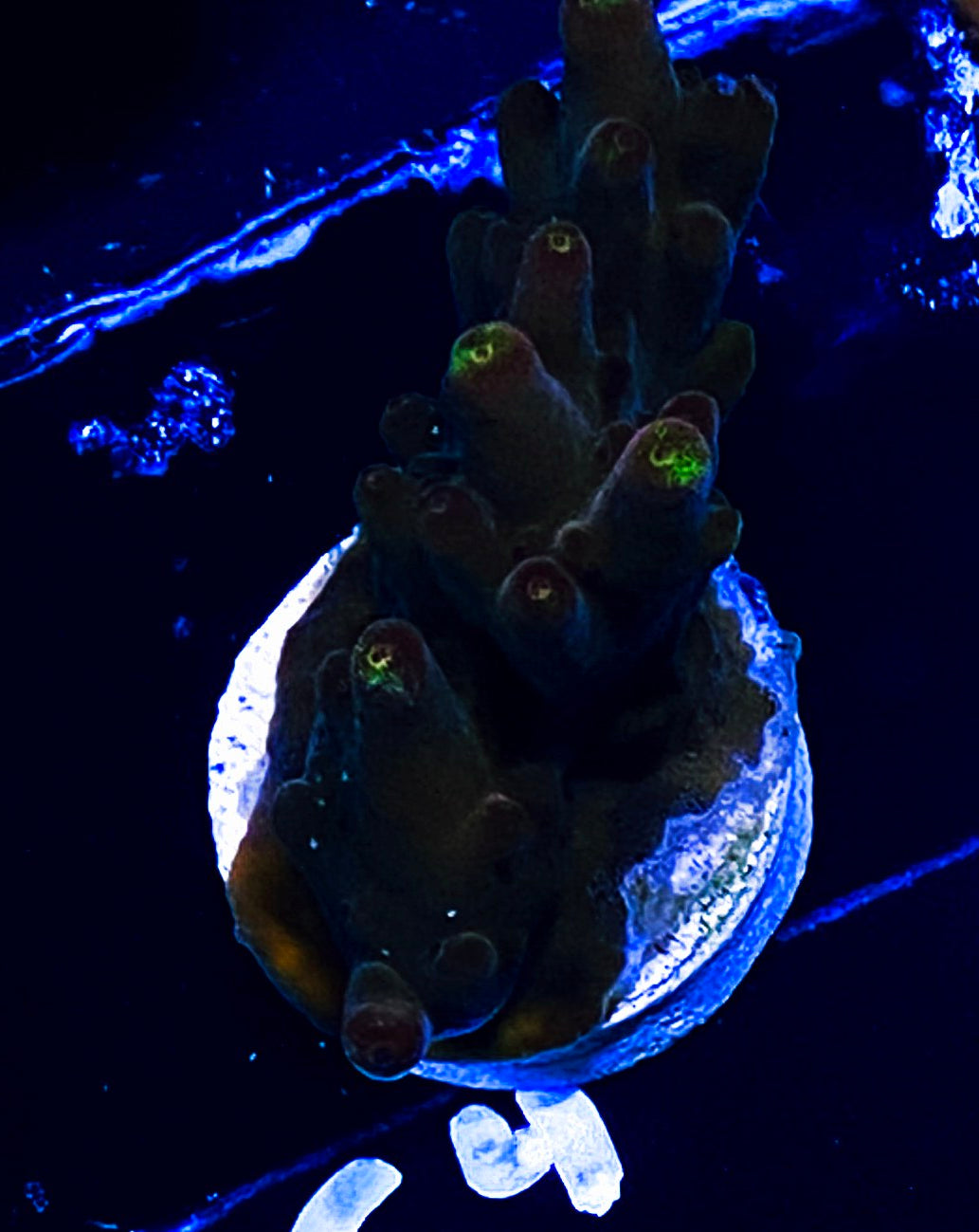 W14-C4 Aquacultured Chunky JF Fox Flame