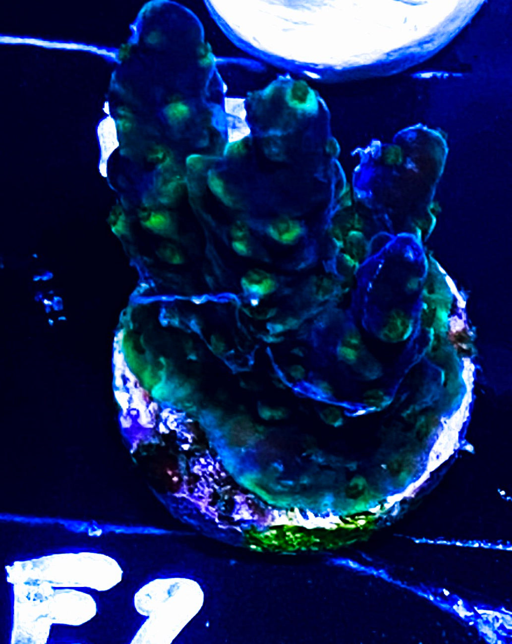 W14-E2 Aquacultured Chunky Acro